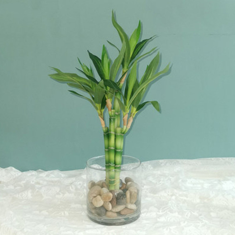 Aquarium Fish Fishing - New 40cm rFtificial Lucky Bamboo Succulent