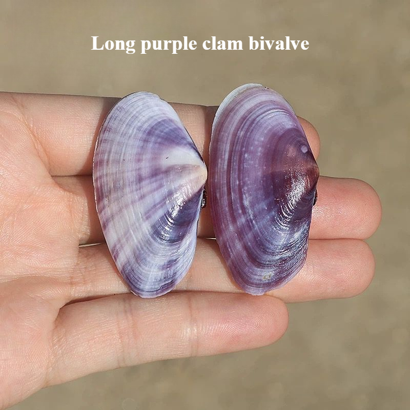 Aquarium Fish Fishing - Long Purple Clam Natural Conch Purple
