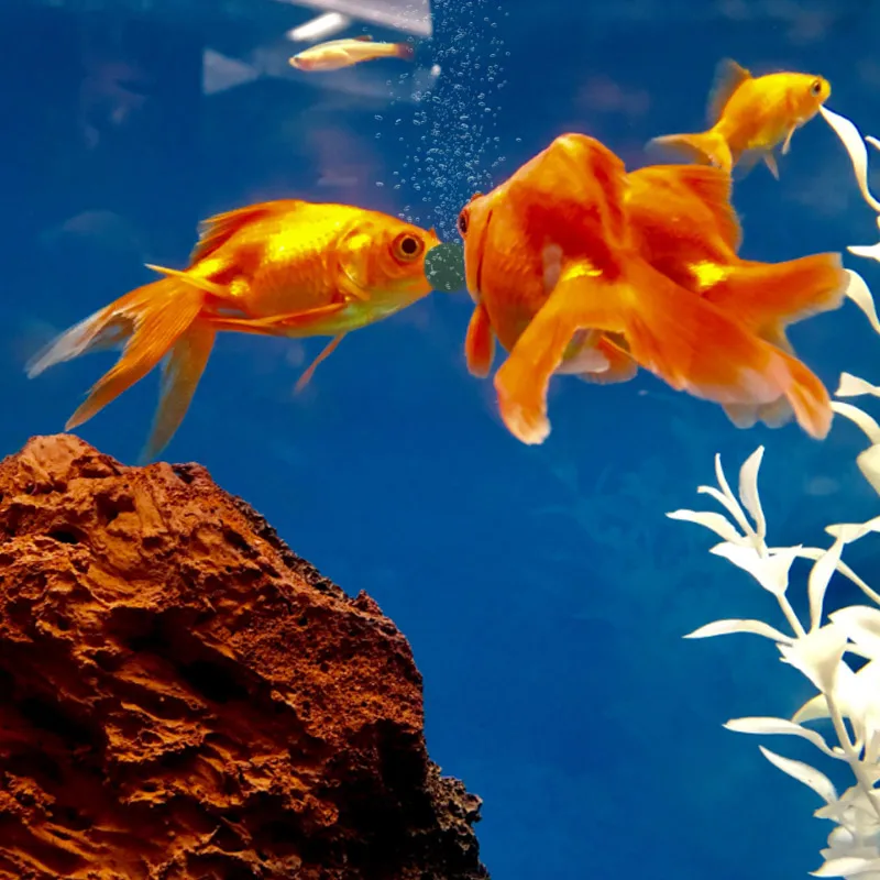 100pcs High Purity Spirulina T - Aquarium Fish Holiday Food review and price