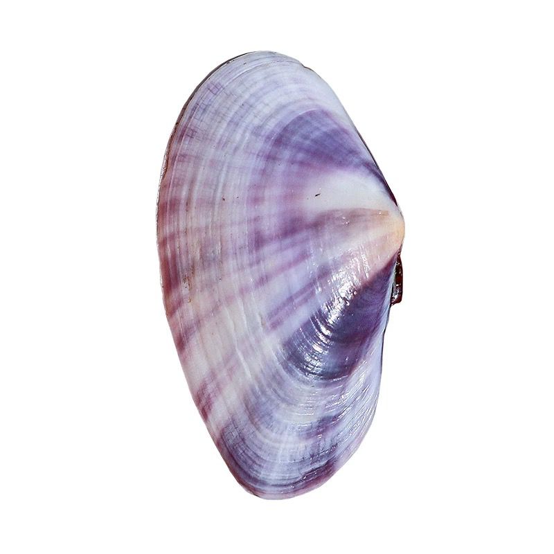 Long Purple Clam Natural Conch - Aquarium Fish Fishing review and price
