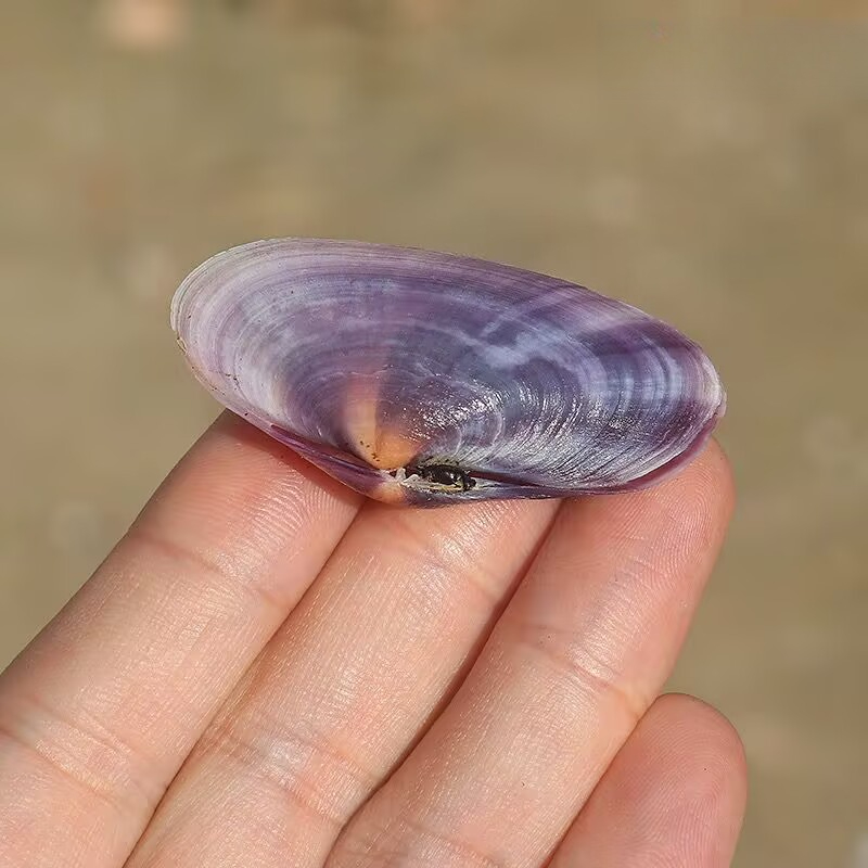 Long Purple Clam Natural Conch - Aquarium Fish Fishing review and price
