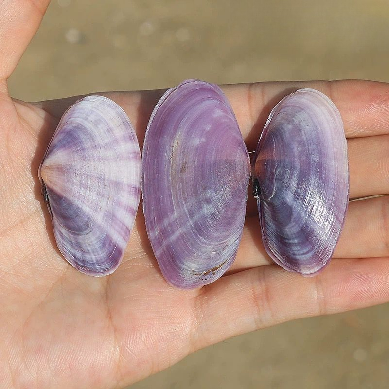 Long Purple Clam Natural Conch - Aquarium Fish Fishing review and price