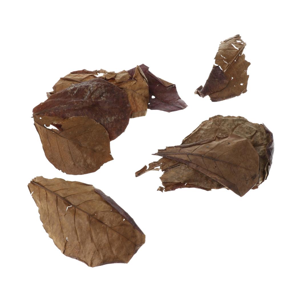 Beneficial Leaf Aquarium Filte - Aquarium Fish Betta review and price