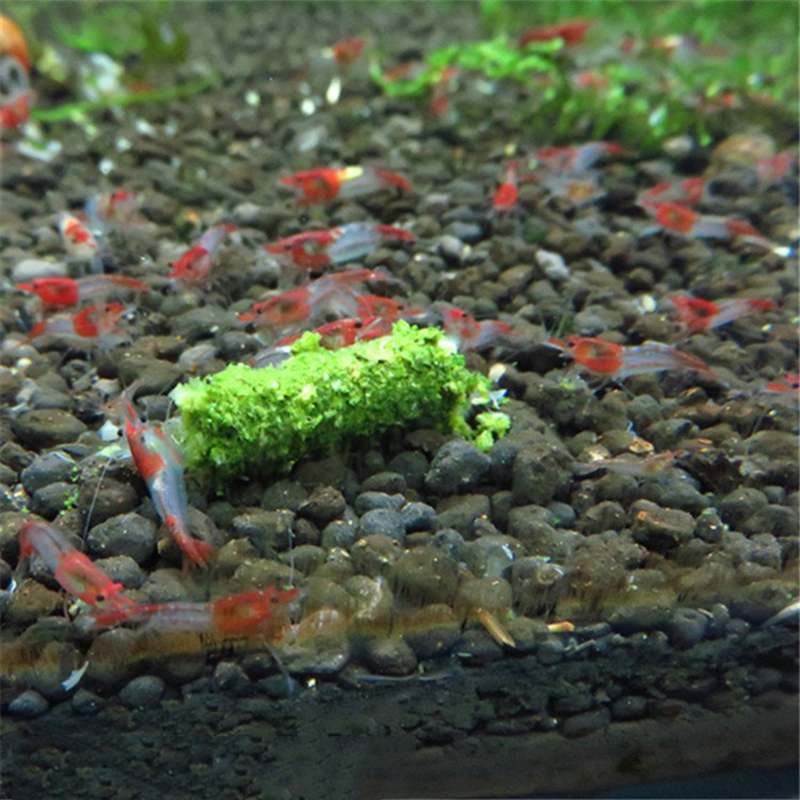 35g Crystal Red Shrimp Food Na - Aquarium Fish Holiday Food review and price