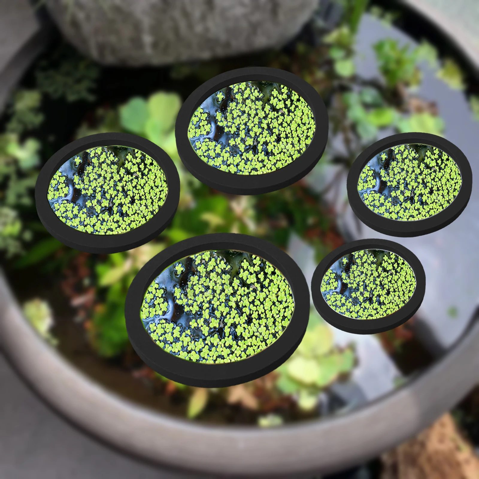 5Pcs EVA Fish Feeding Ring Aqu - Aquarium Fish Breeding review and price