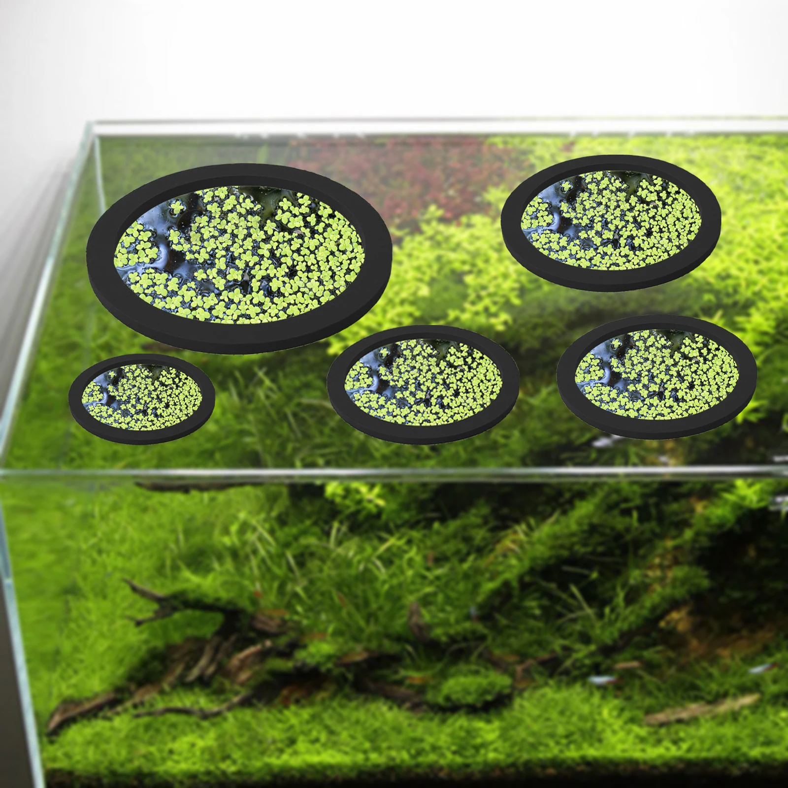 5Pcs EVA Fish Feeding Ring Aqu - Aquarium Fish Breeding review and price