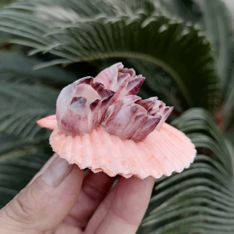 Natural Conch Shell Purple Bar - Aquarium Fish Parasites review and price