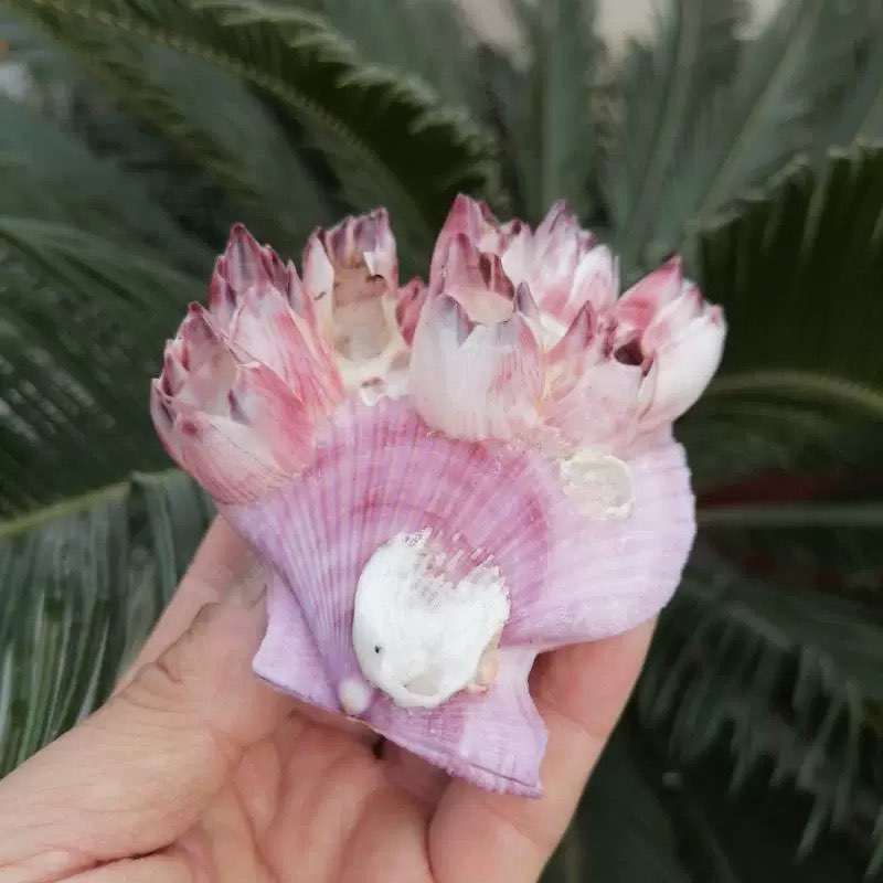 Natural Conch Shell Purple Bar - Aquarium Fish Parasites review and price