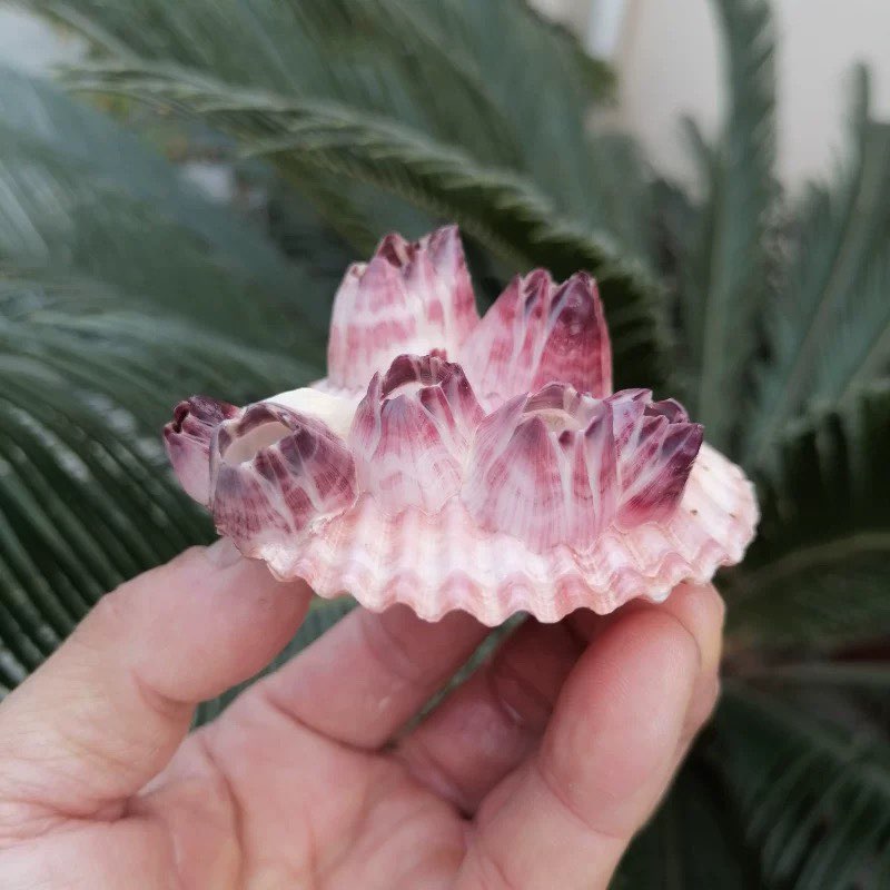 Natural Conch Shell Purple Bar - Aquarium Fish Parasites review and price