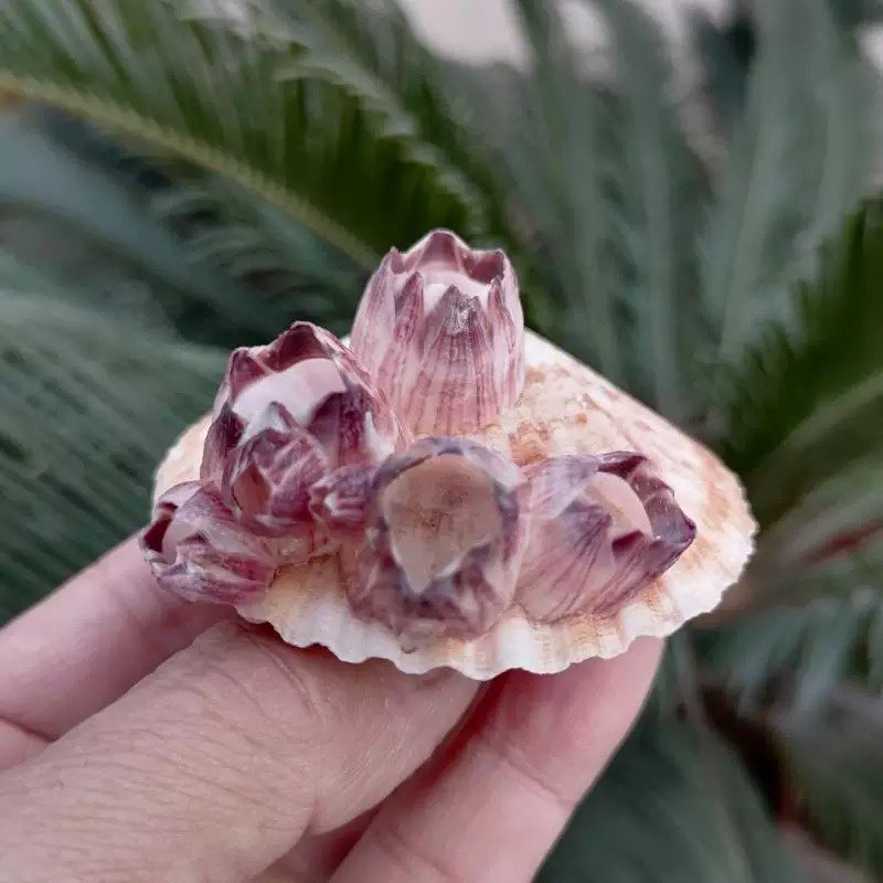 Natural Conch Shell Purple Bar - Aquarium Fish Parasites review and price
